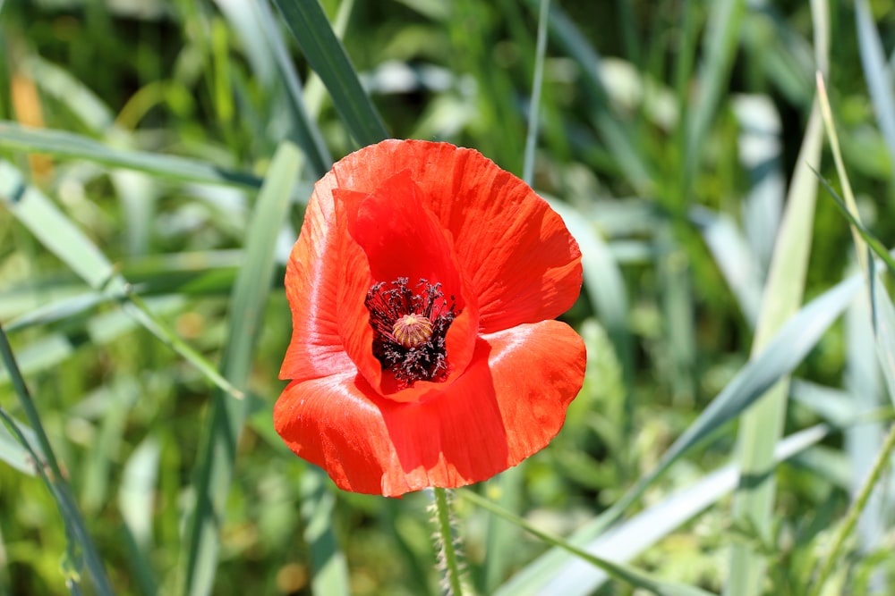 a single red flower in a field of green grass