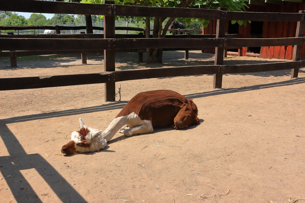 a brown and white cow laying on the ground
