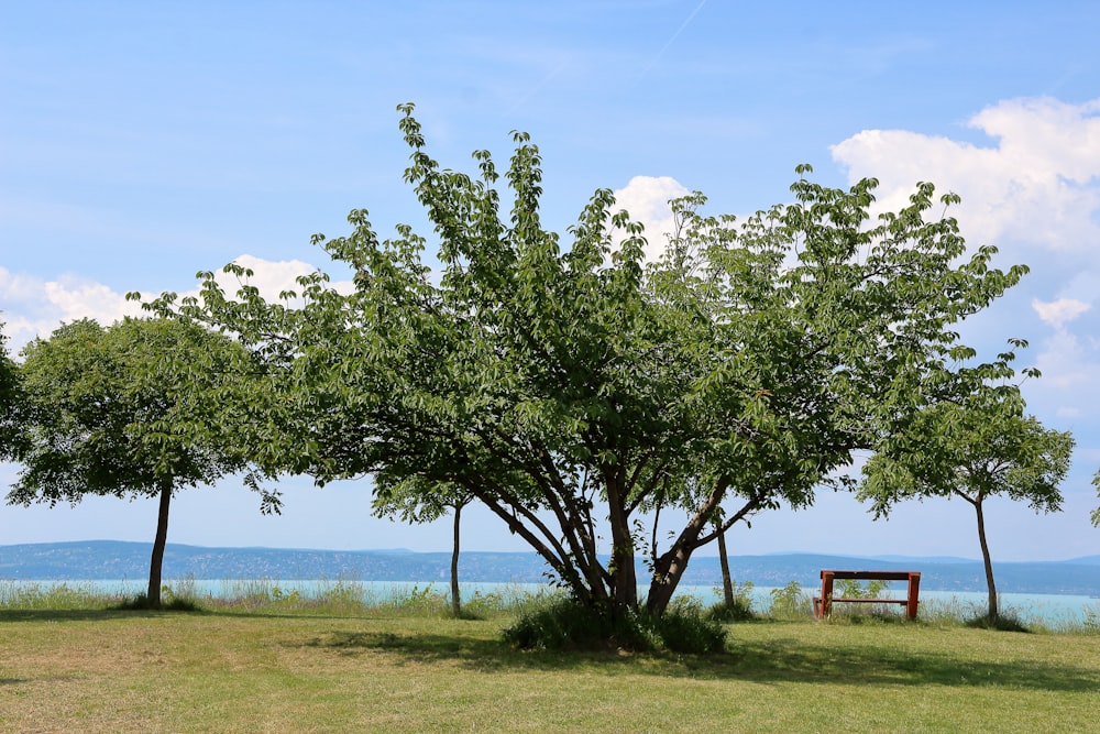 a bench under a tree on a grassy hill