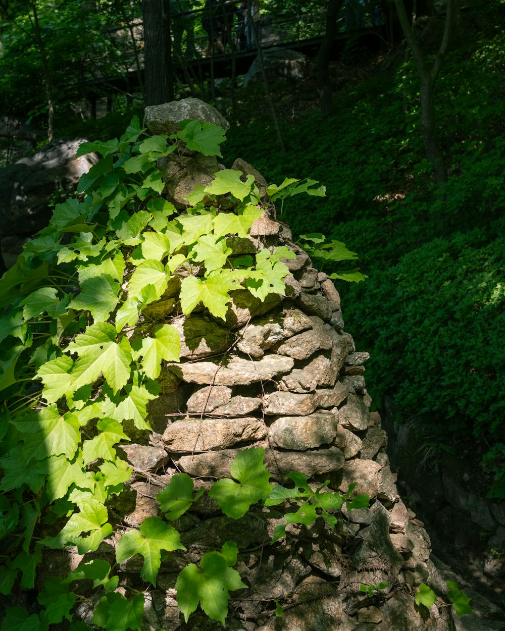 a stone wall with green leaves growing on it