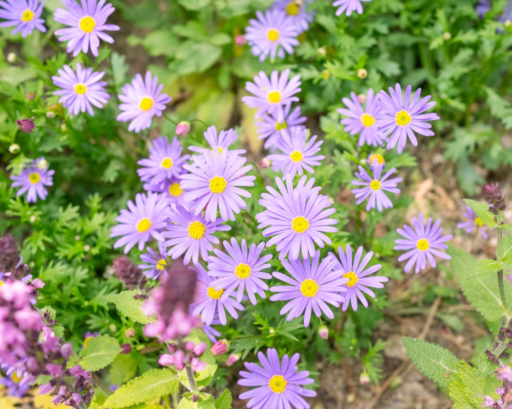 a field of purple flowers with yellow centers
