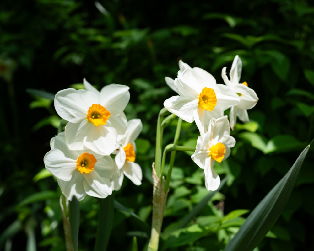 a group of white and yellow flowers in a garden
