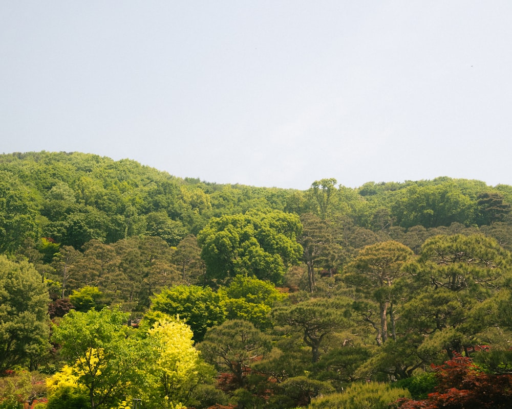 a lush green forest filled with lots of trees