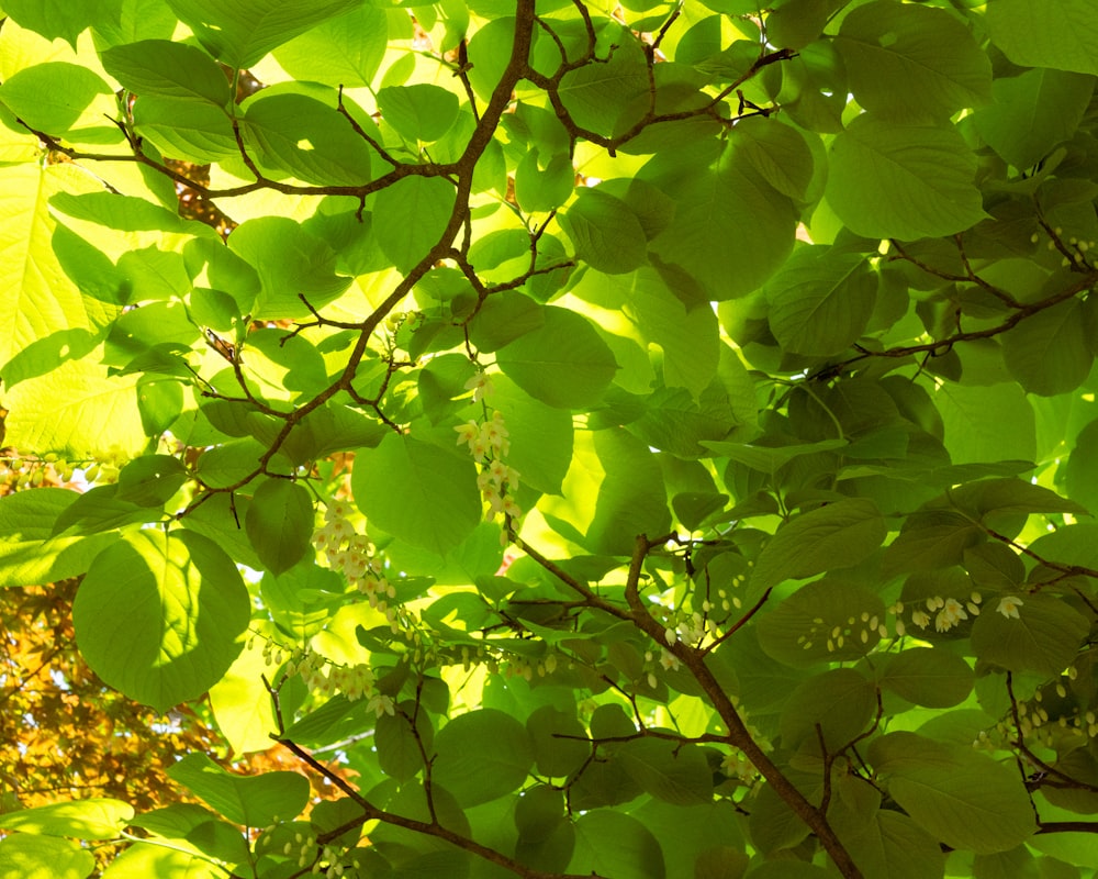 a close up of a green leafy tree