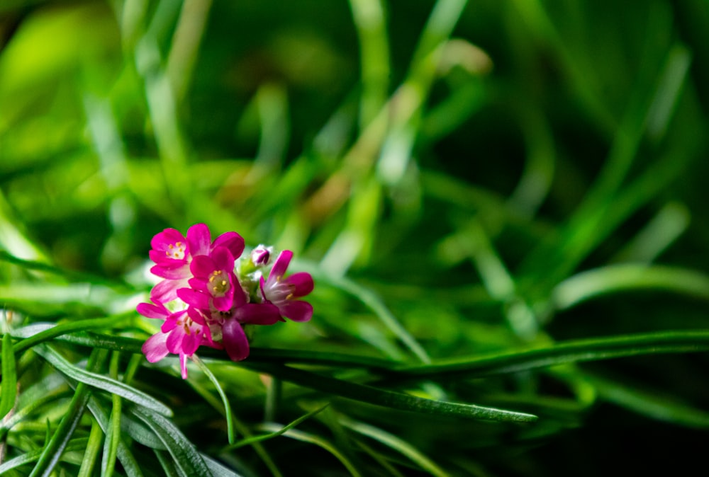 a small pink flower sitting on top of a lush green field