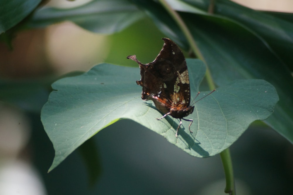 a brown and white butterfly sitting on a green leaf