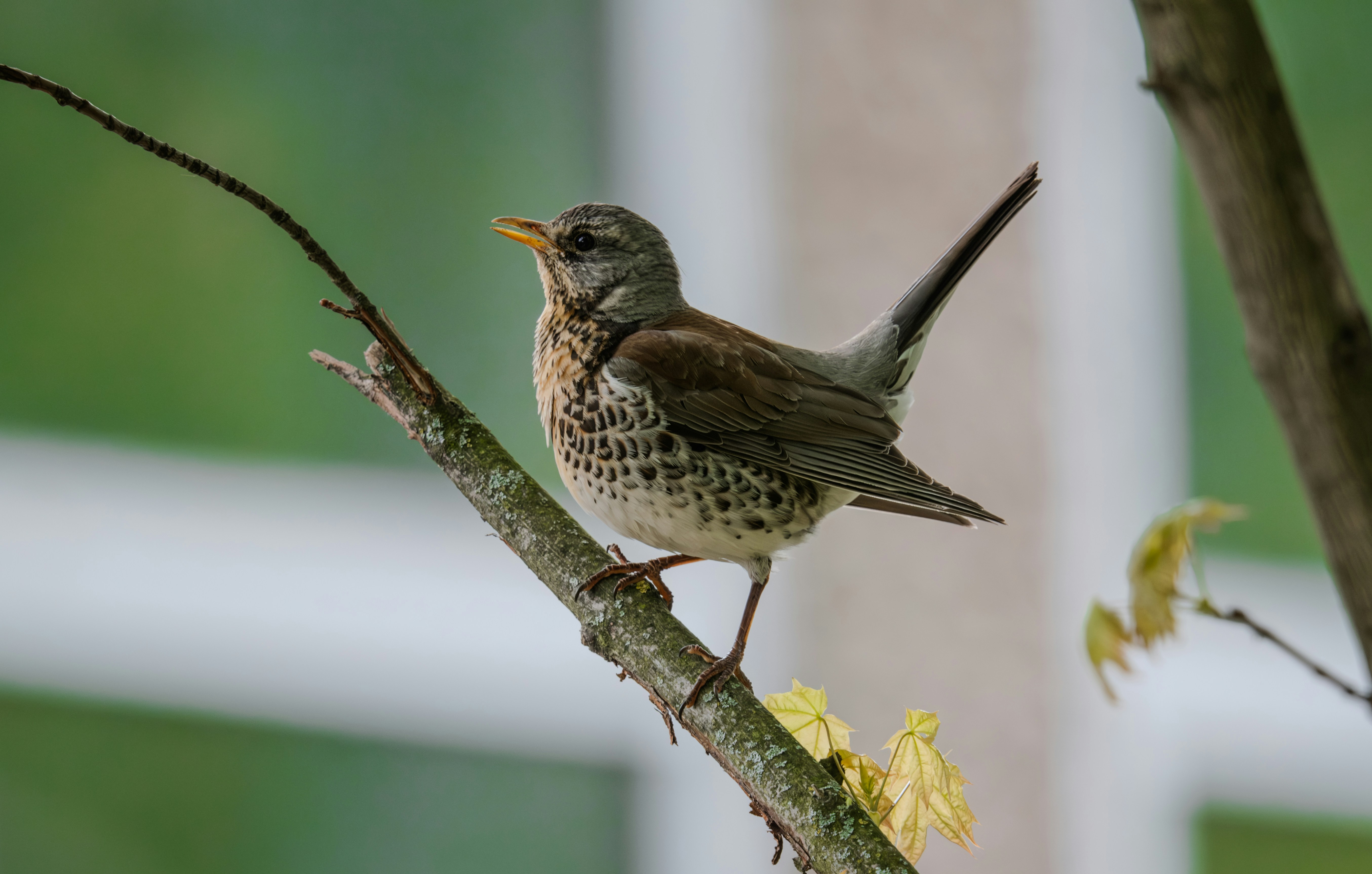 Photo by icarusbless