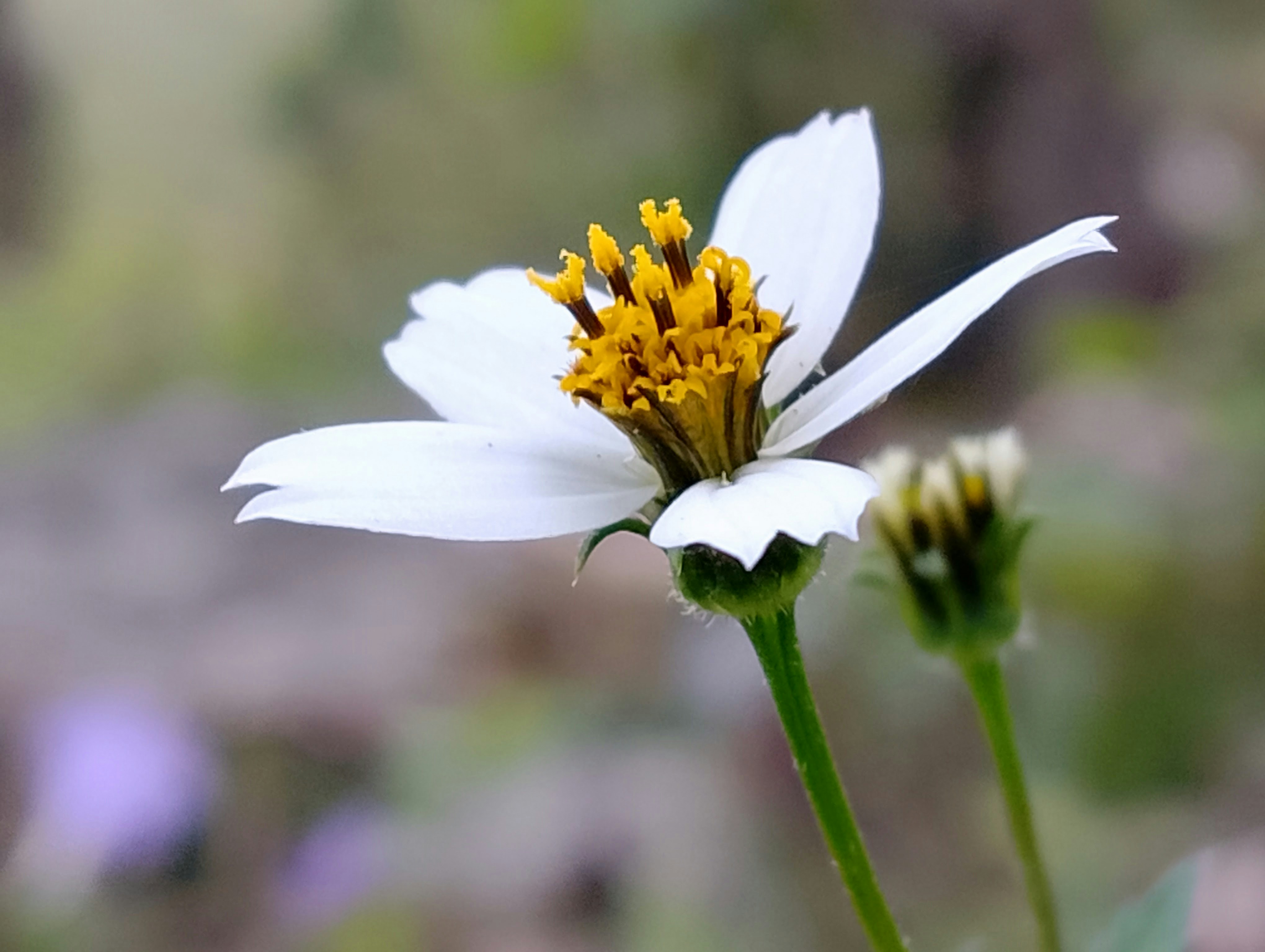 um close up de uma flor branca com estame amarelo