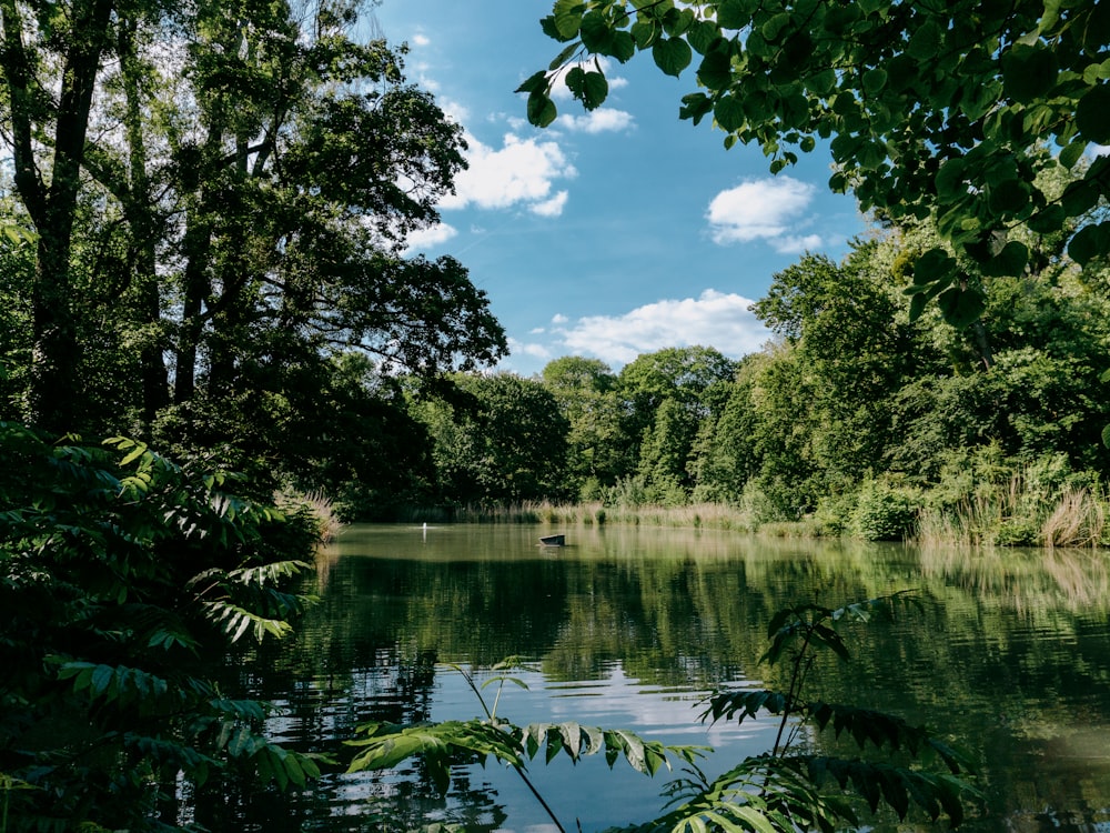 a body of water surrounded by lots of trees