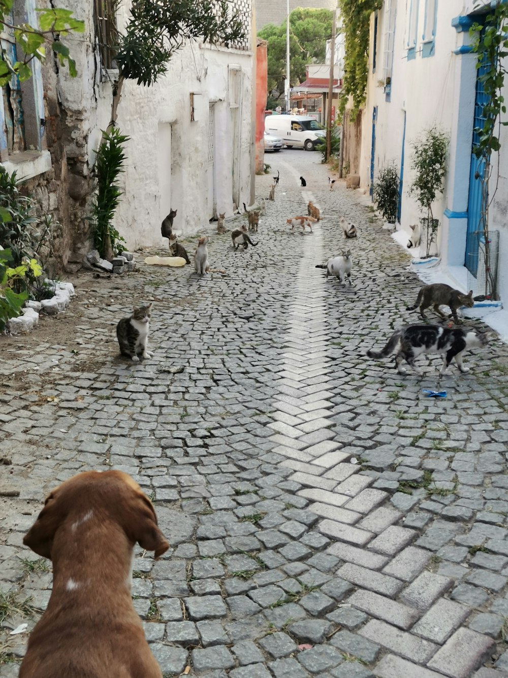 a dog looking at a group of cats on a cobblestone street