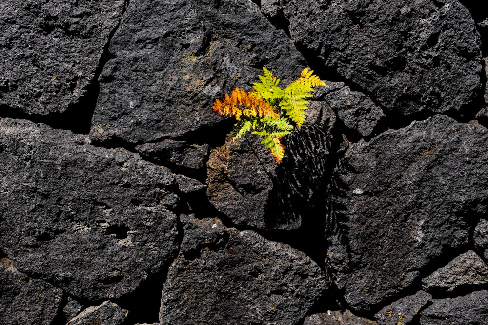 a plant growing out of a crack in the rocks