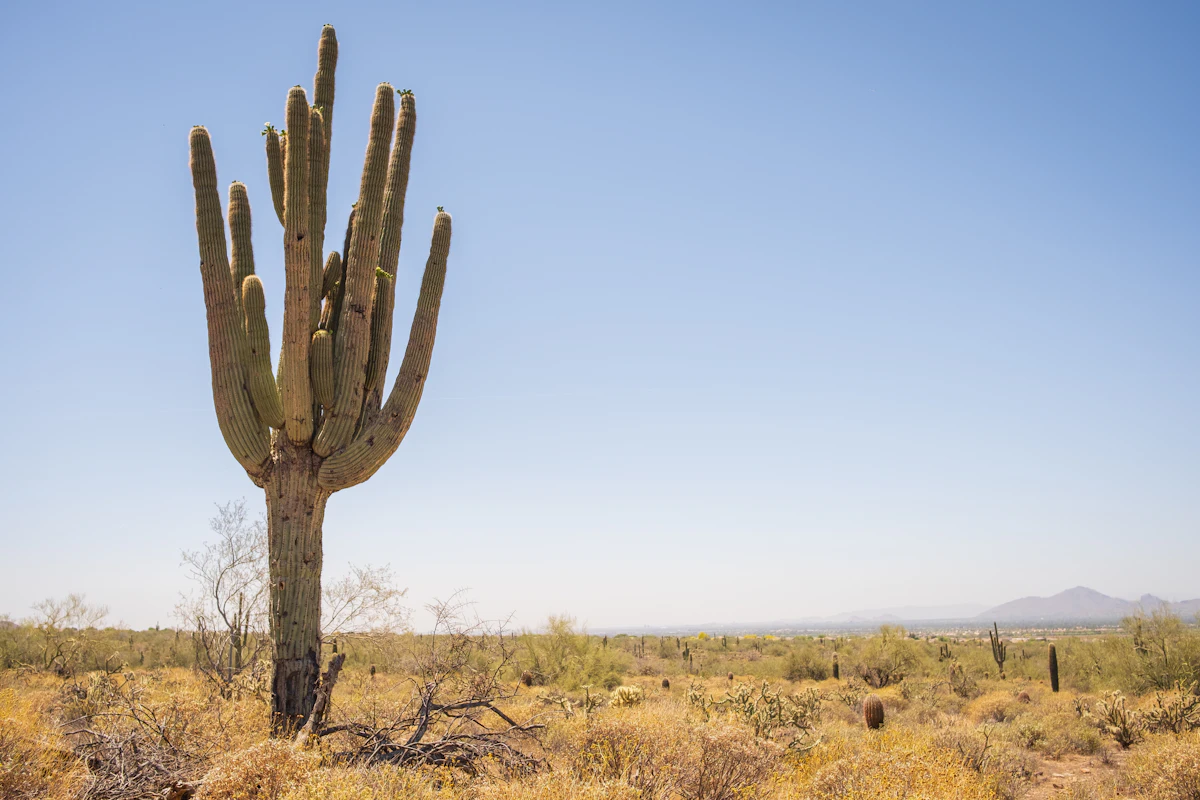 A tall saguaro over flat desert scrub near Scottsdale, with low mountains far off