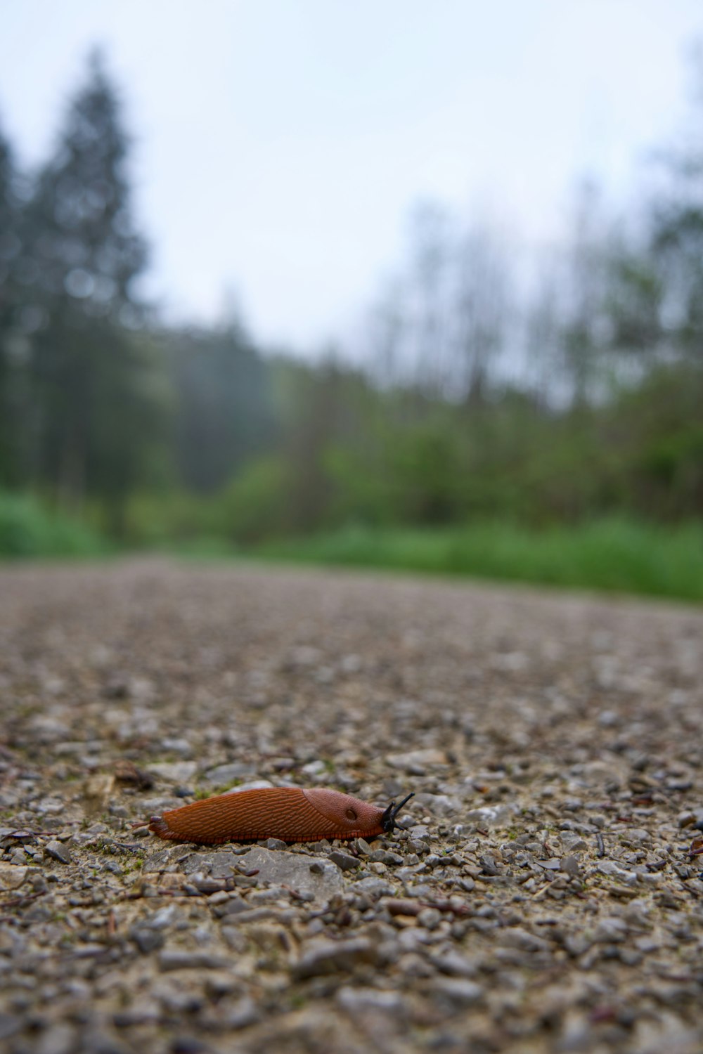 a slug crawling on the ground in the middle of a road