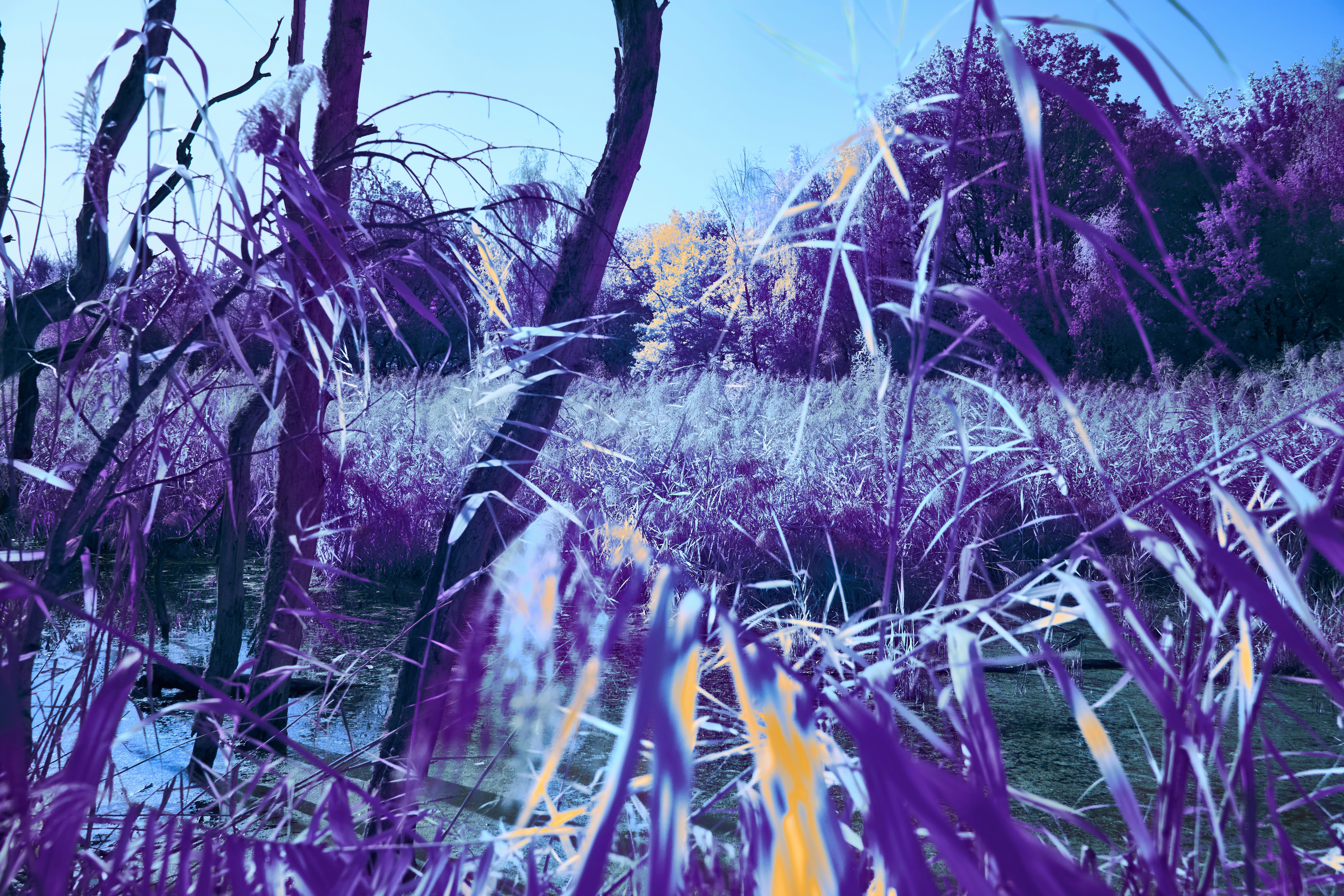 a field of purple grass next to a body of water