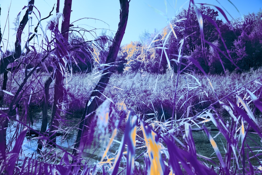 a field of purple grass next to a body of water