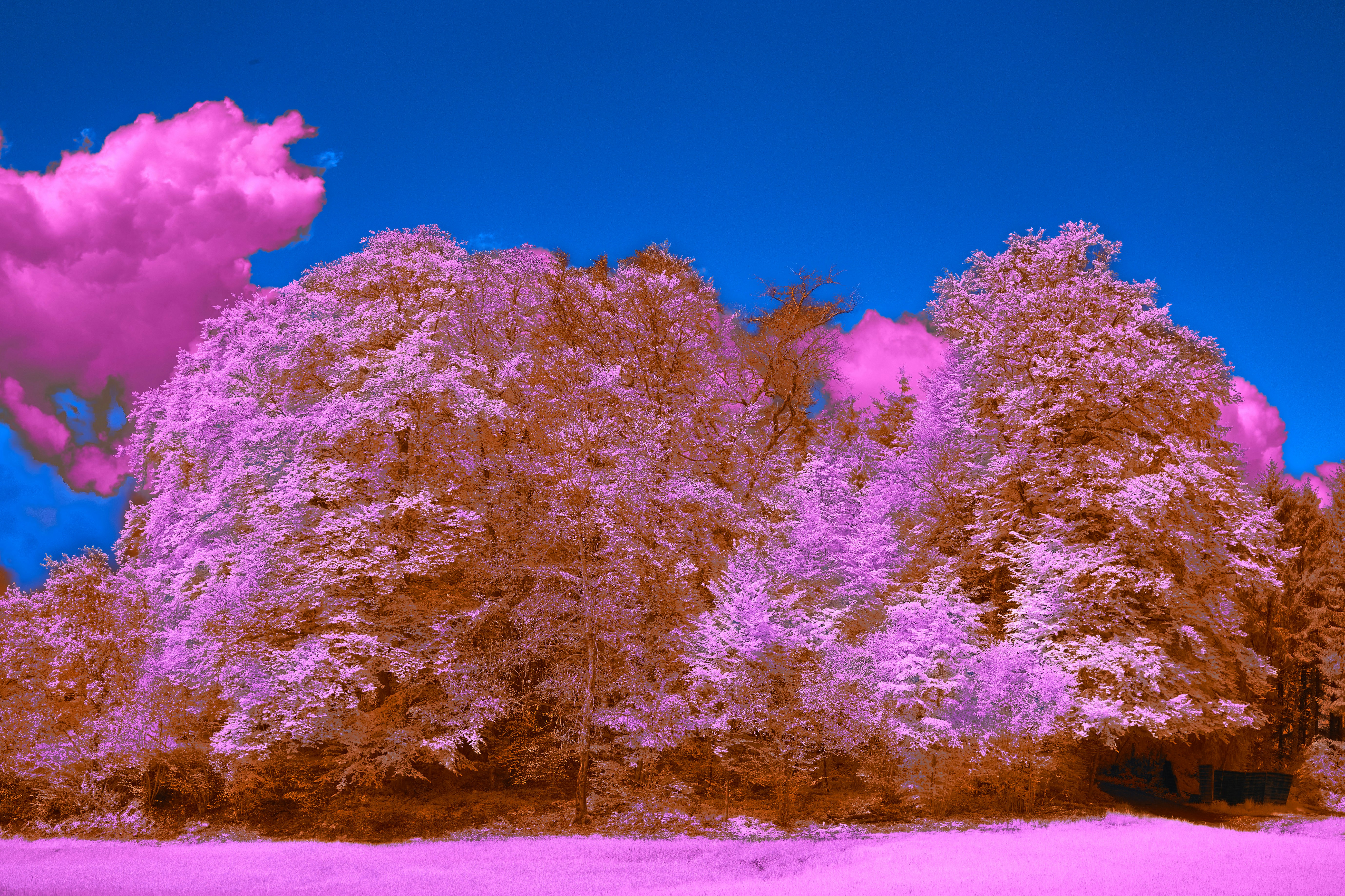 Photo by wolfgang_hasselmann