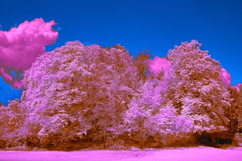 a infrared image of trees in a park