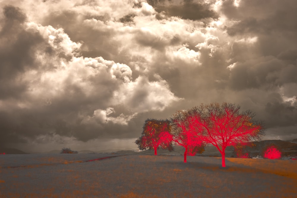two red trees in a field under a cloudy sky