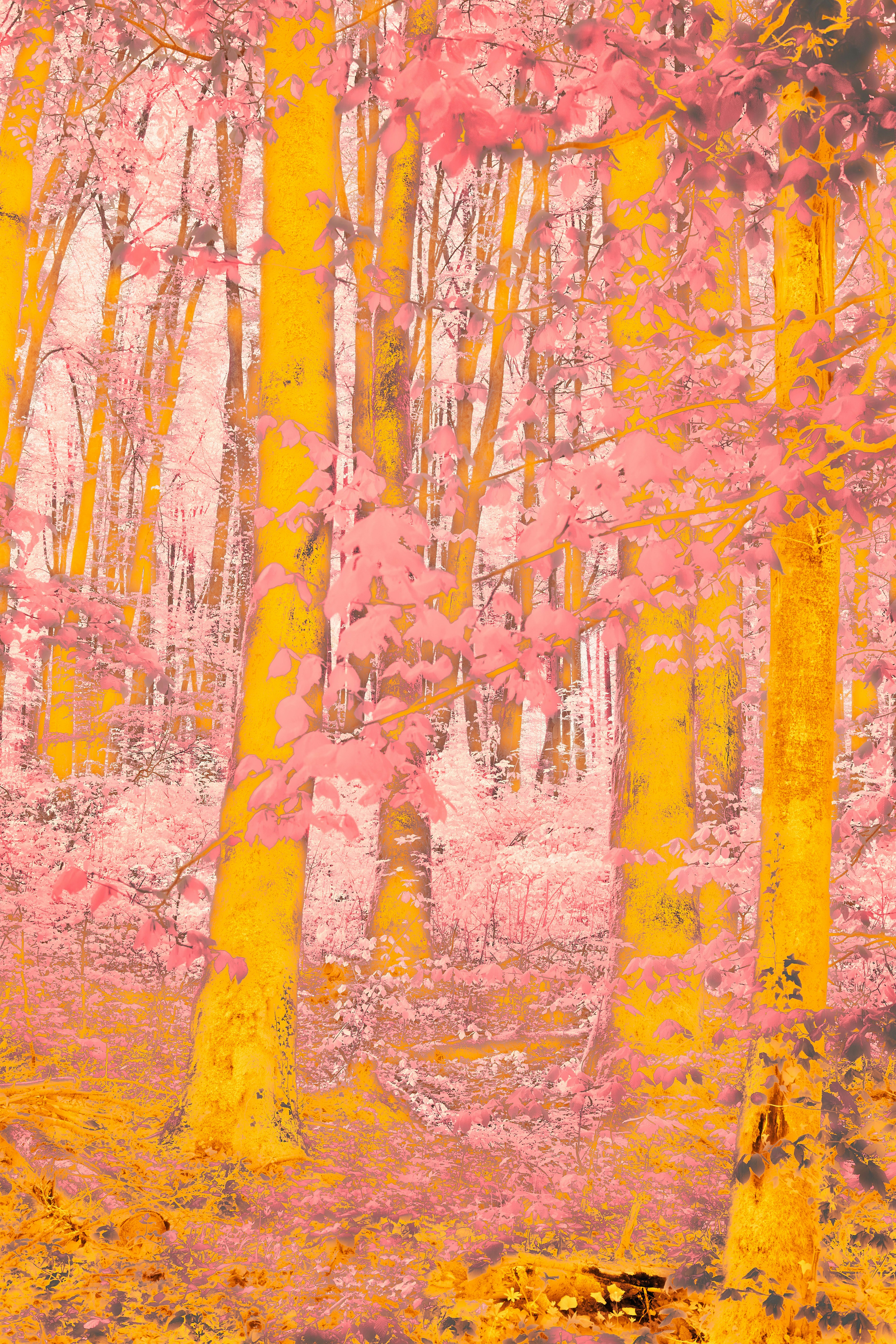 Photo by wolfgang_hasselmann