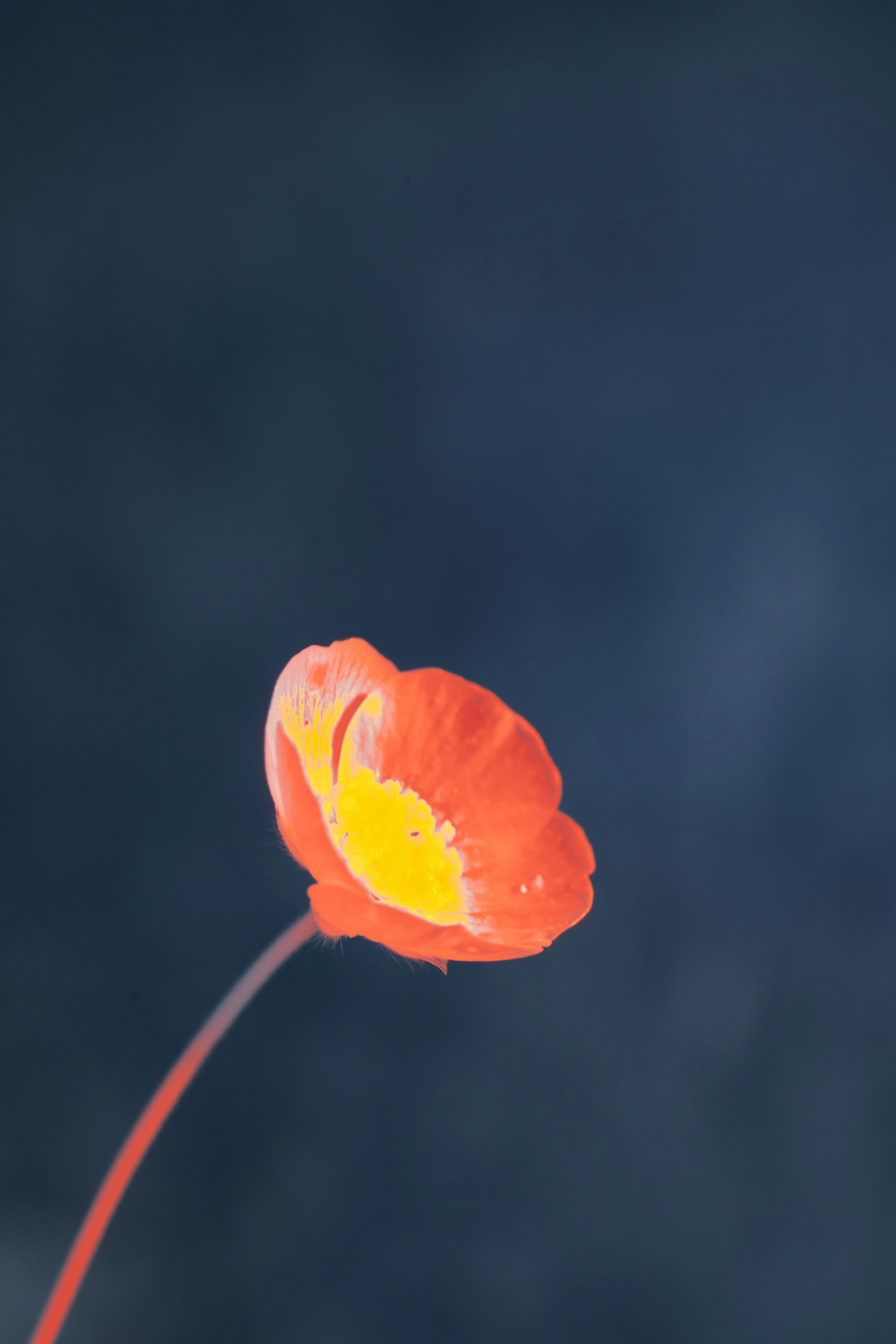 Photo by wolfgang_hasselmann