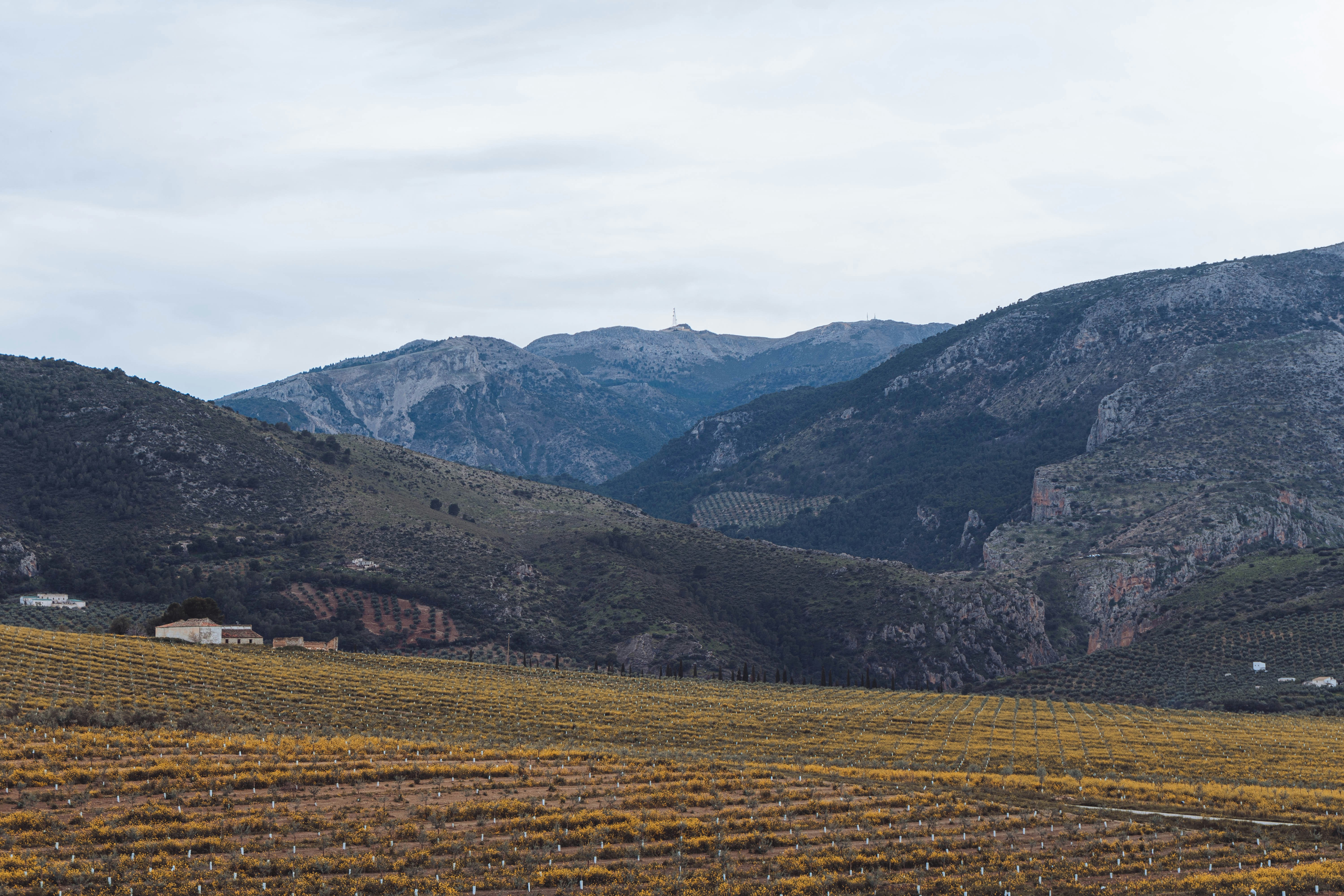 a field of yellow flowers with mountains in the background, 