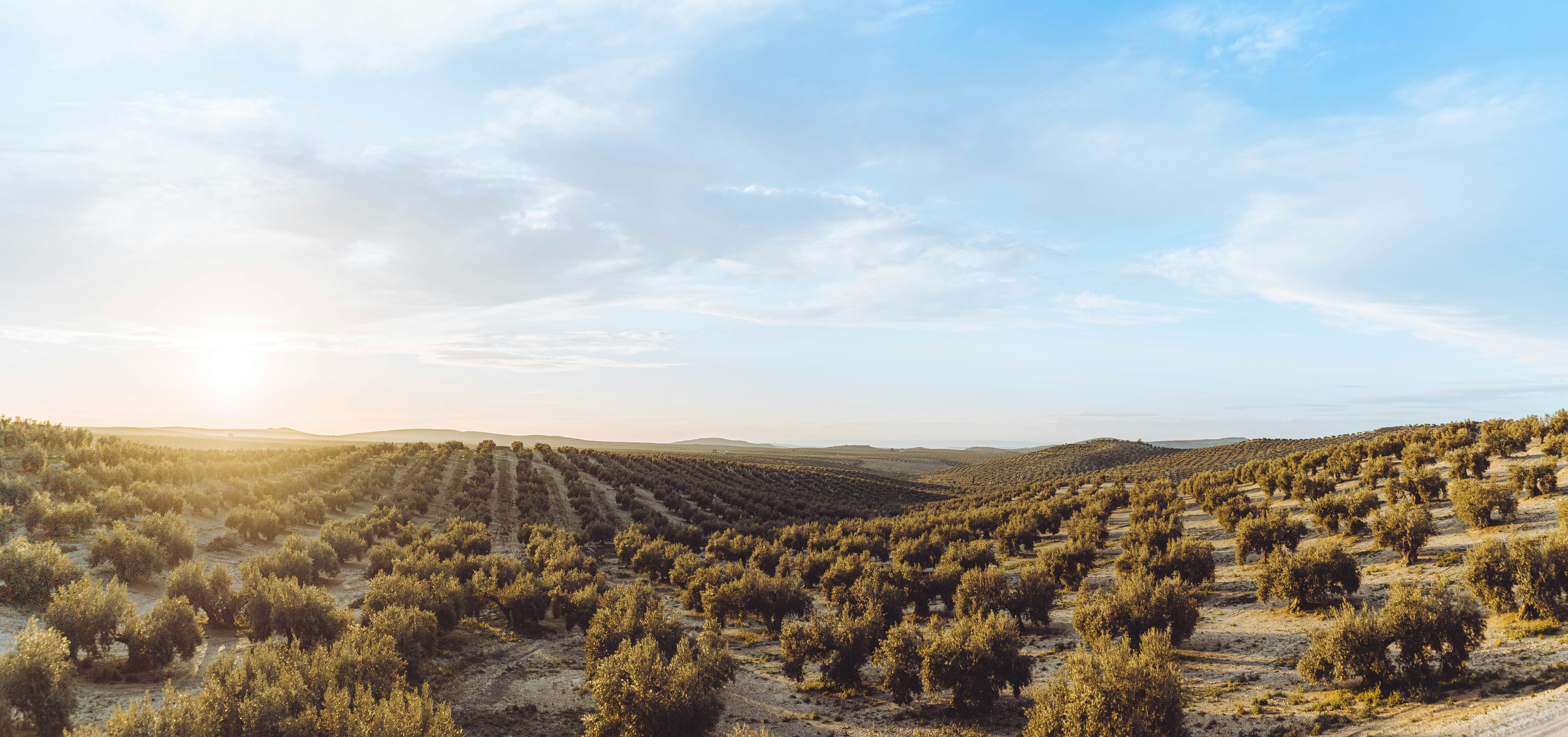 Colline ondulate coperte di uliveti con calda luce solare.