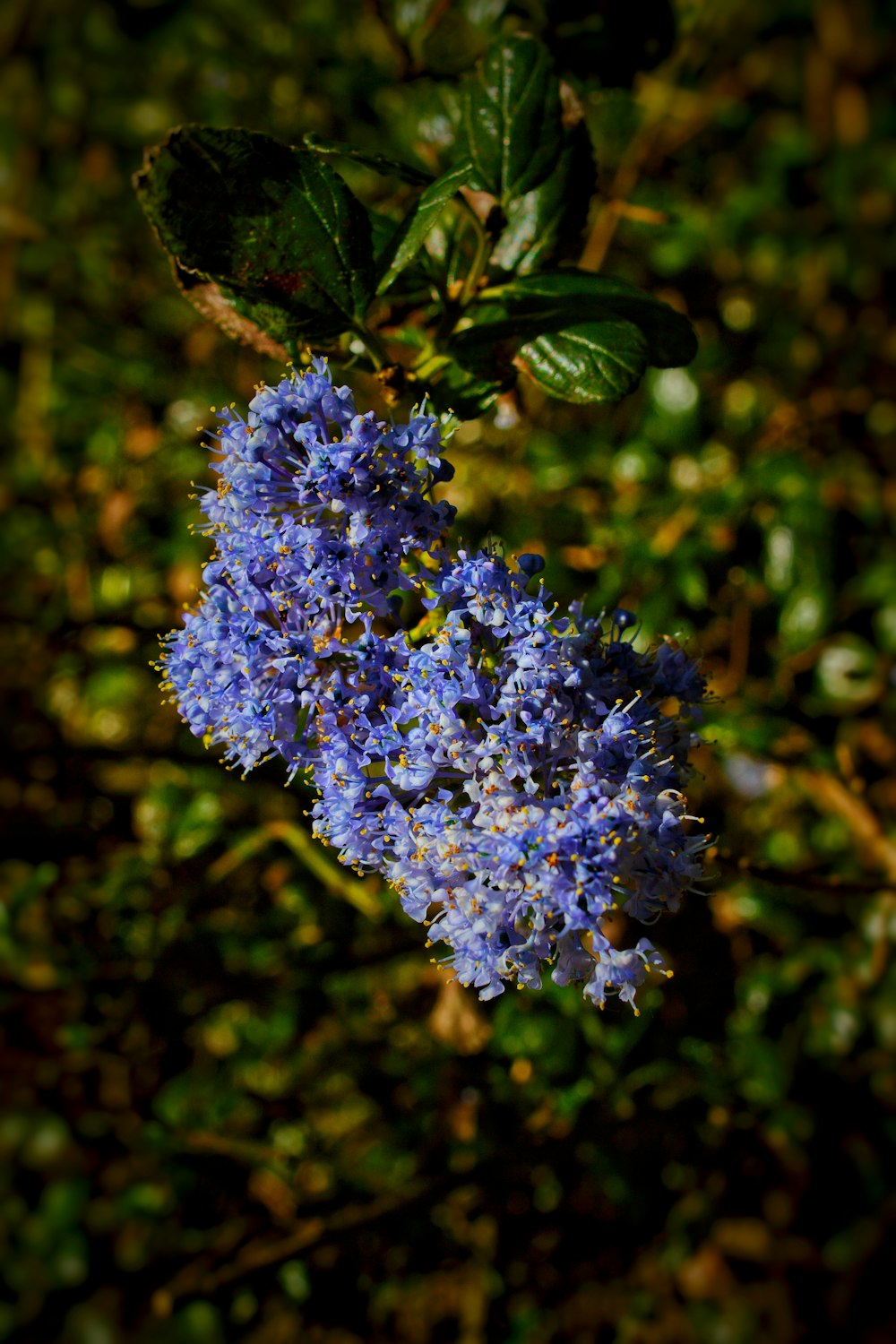 a close up of a blue flower on a plant