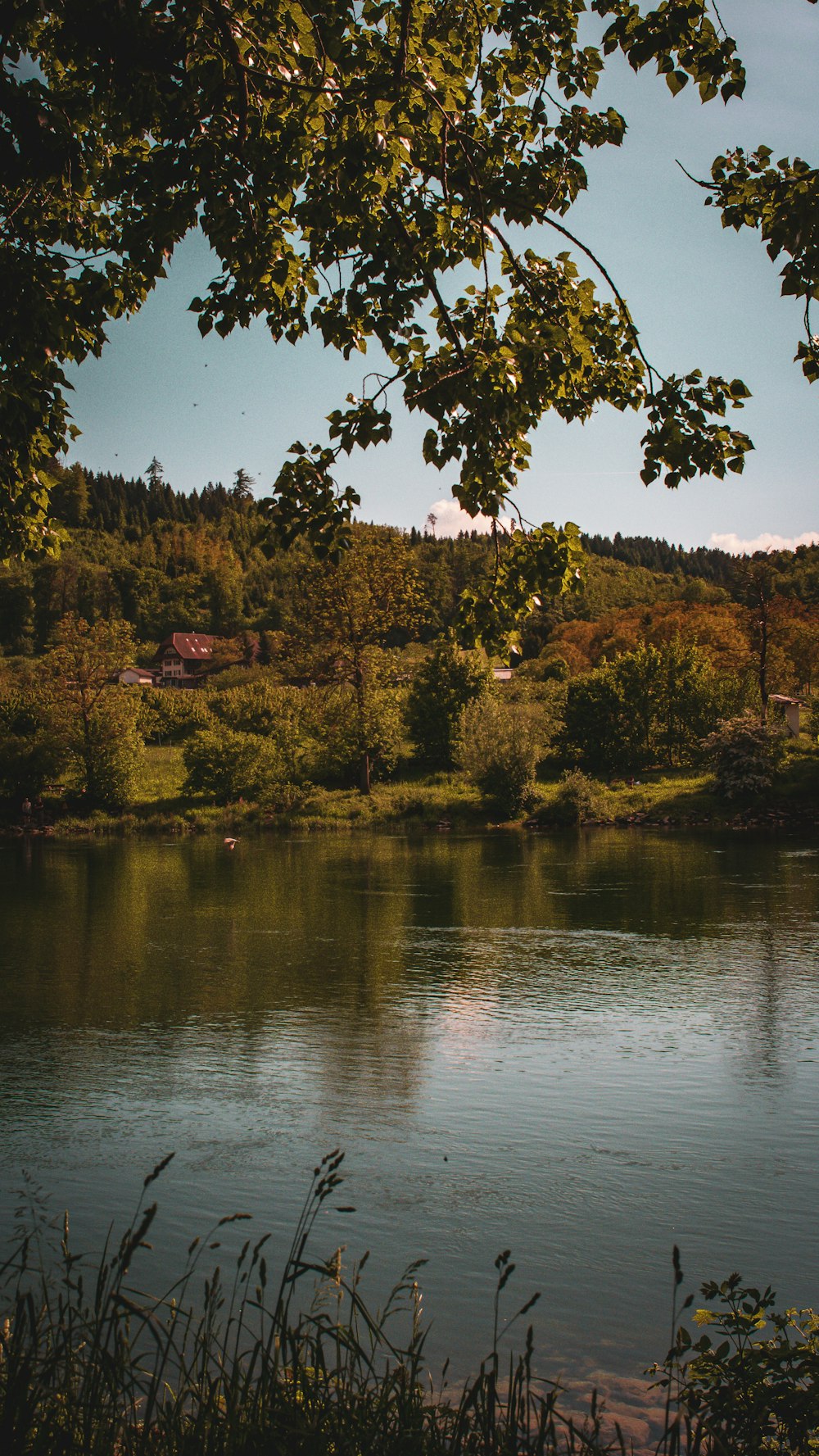 a body of water surrounded by trees and grass