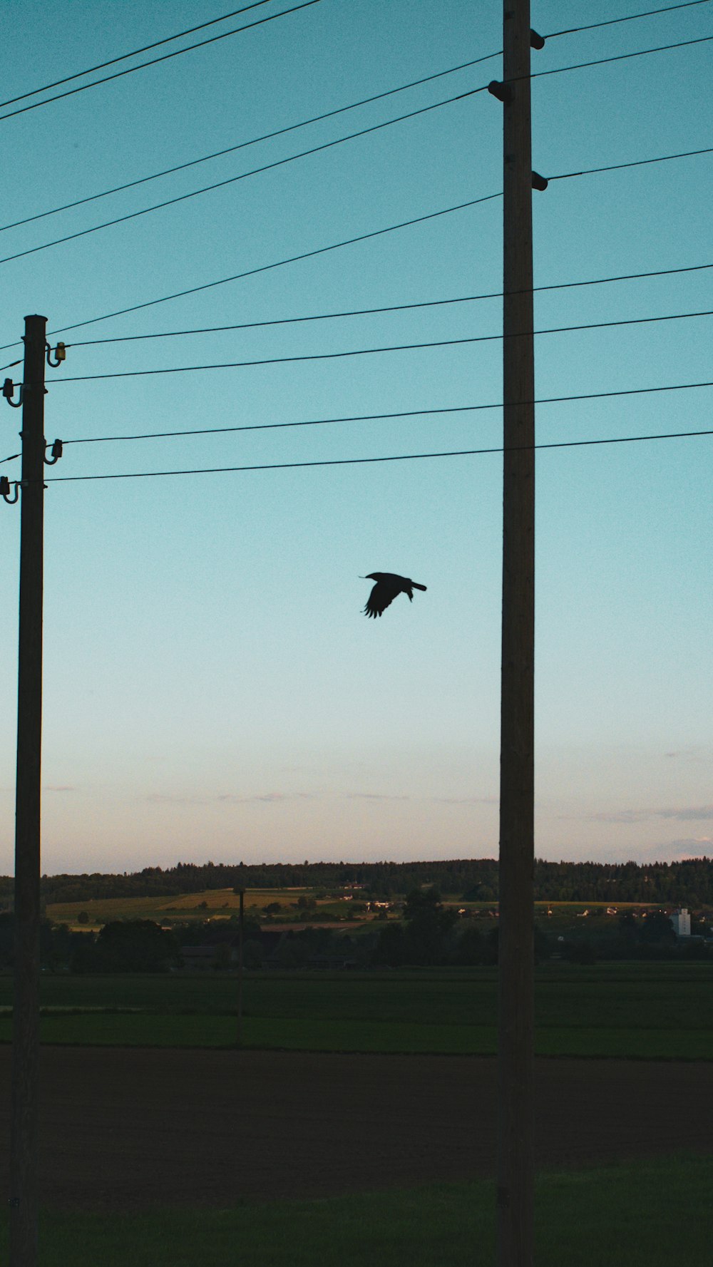 a large bird flying over a field under power lines