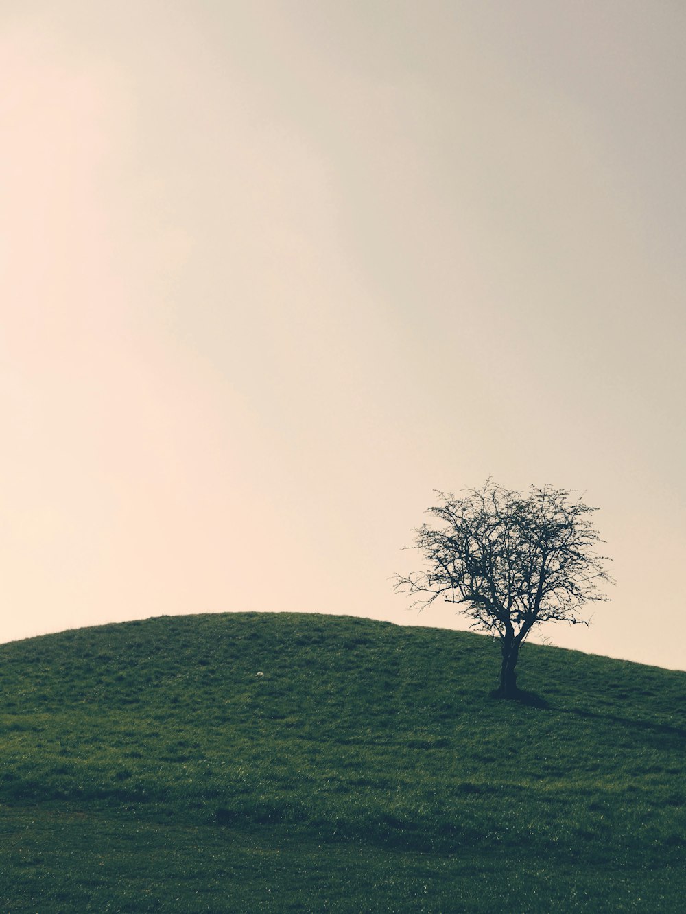 a lone tree sitting on top of a lush green hillside