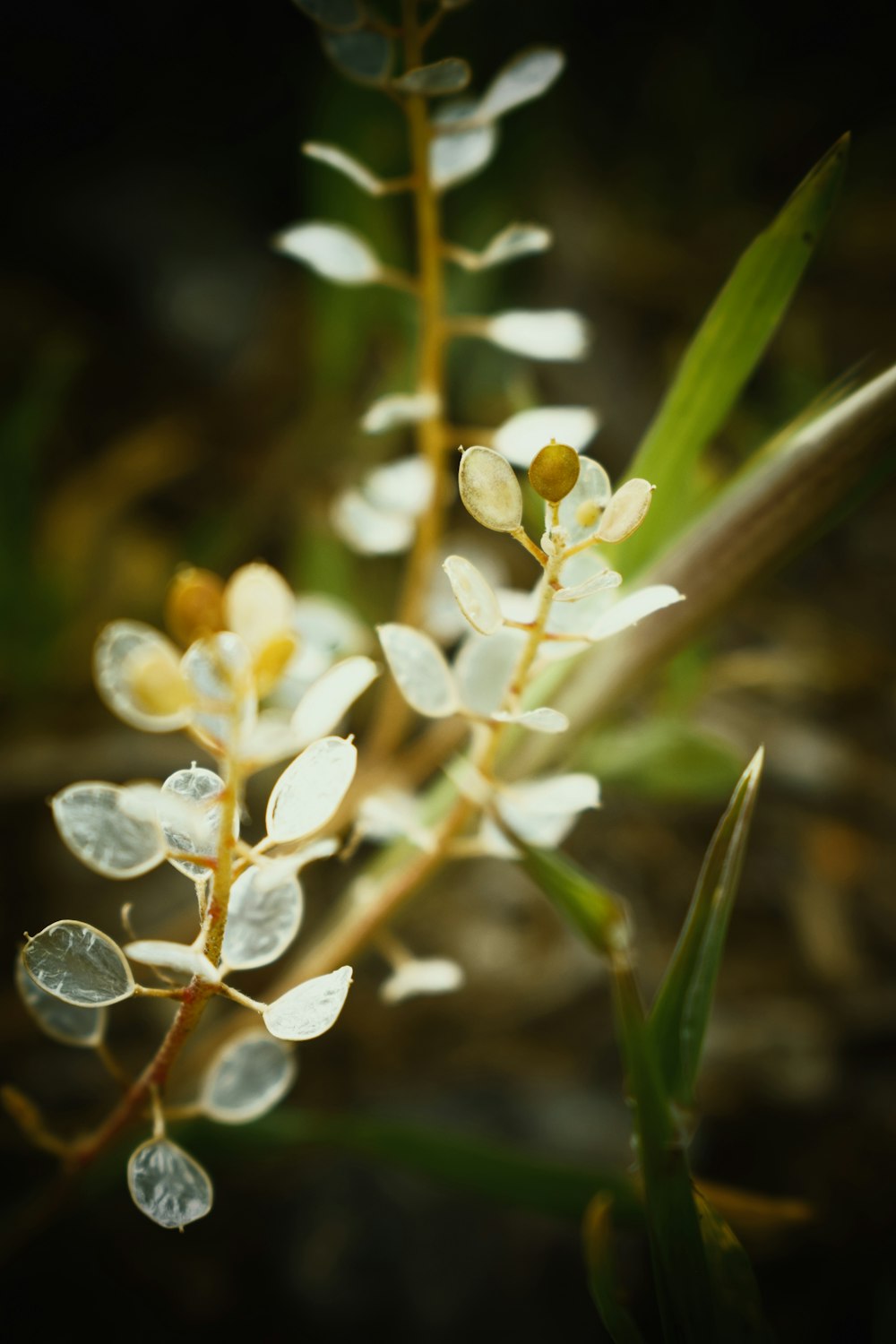 a close up of a plant with white flowers