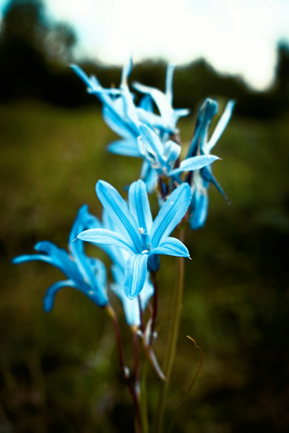 a close up of blue flowers in a field