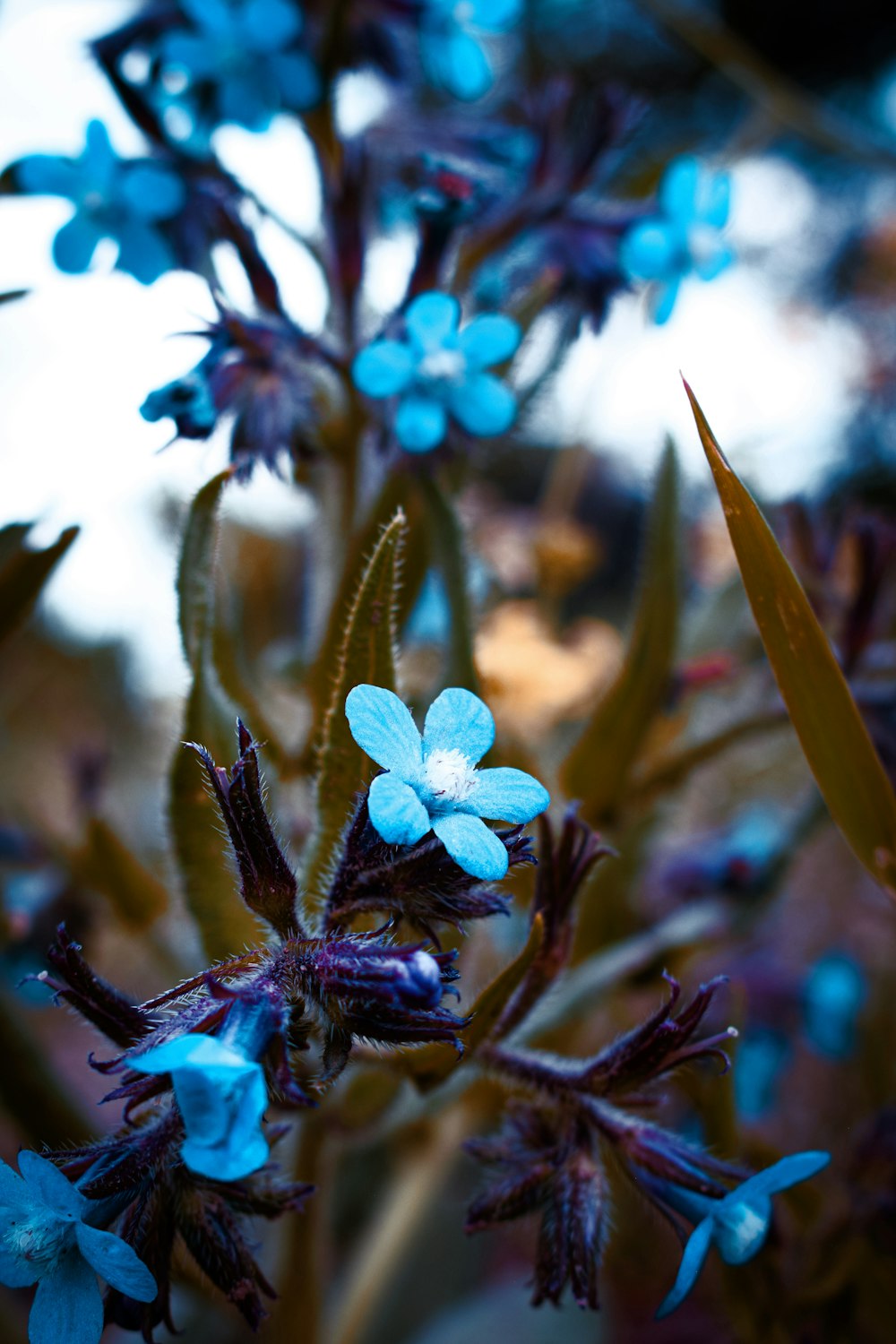 a close up of a plant with blue flowers