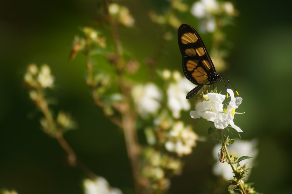 a butterfly sitting on top of a white flower