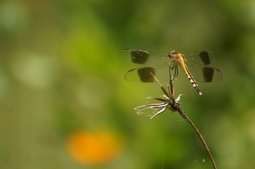 a couple of dragonflies sitting on top of a plant