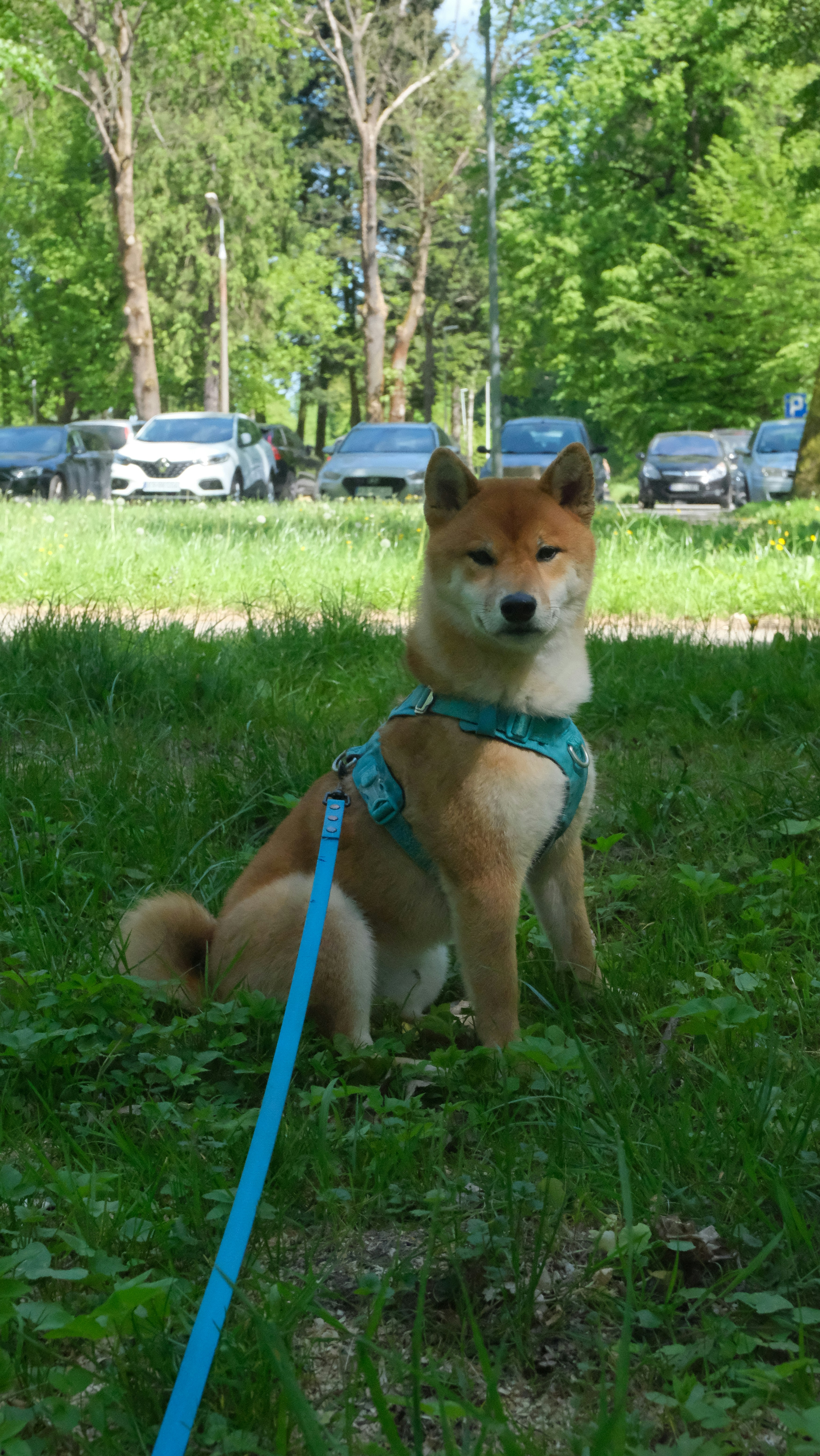 a brown and white dog sitting on top of a lush green field