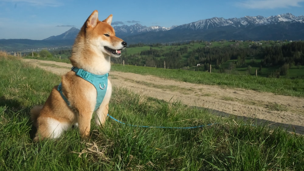 a dog that is sitting in the grass