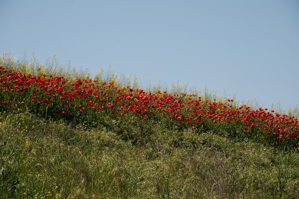 a field of red flowers on a hill