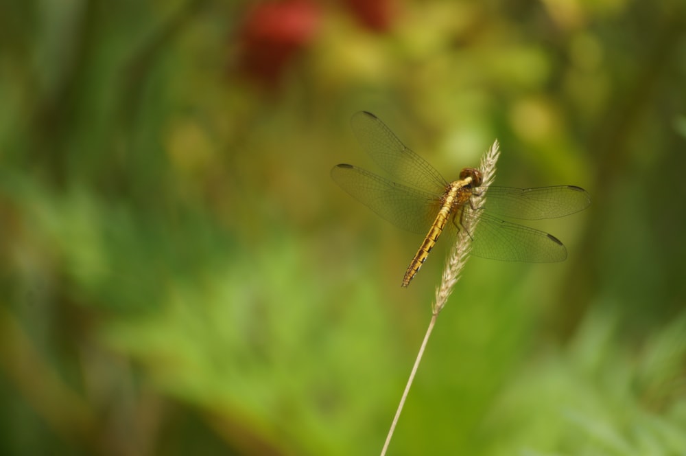 a dragon flys through the air above a plant