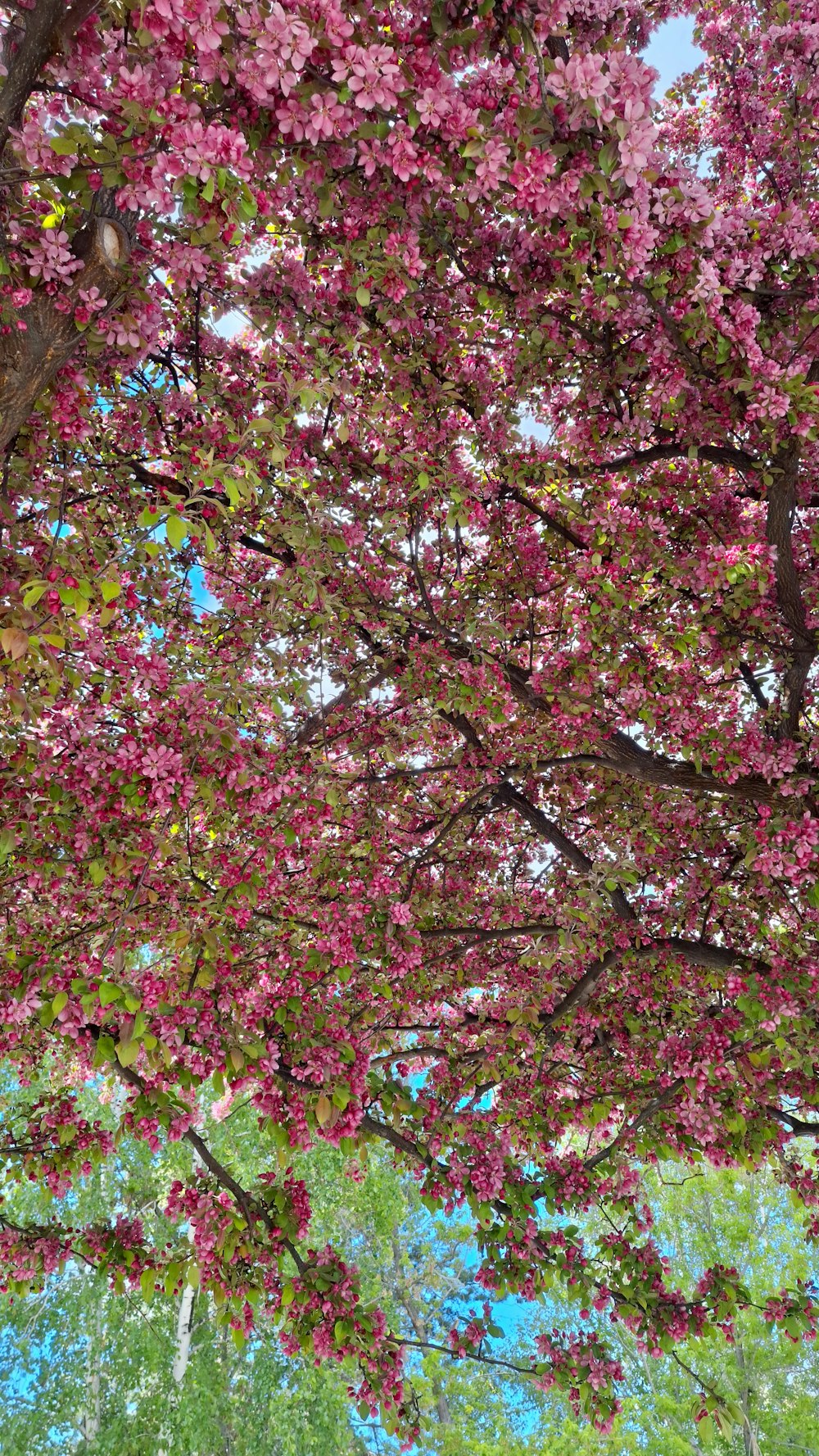 a large tree with lots of pink flowers