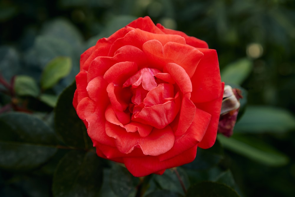 a red rose with green leaves in the background