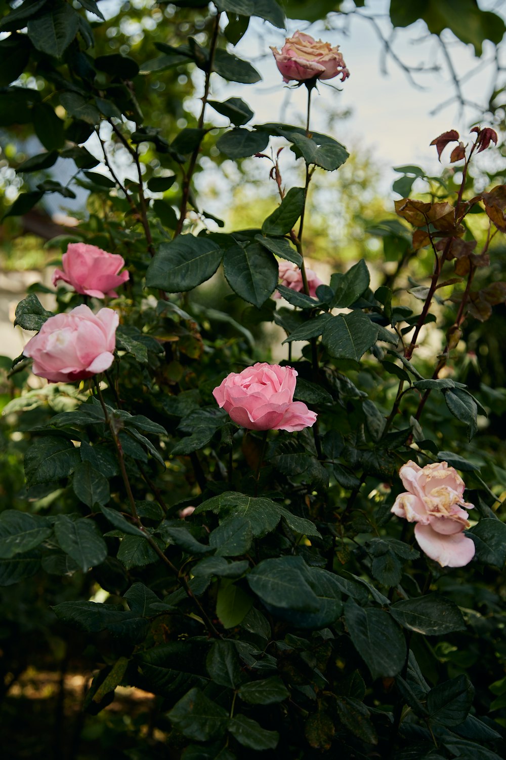 a bush of pink roses with green leaves