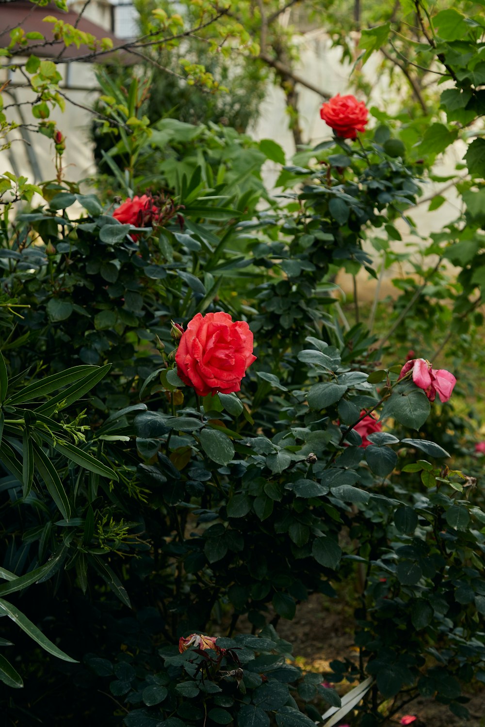 a bunch of red roses growing in a garden