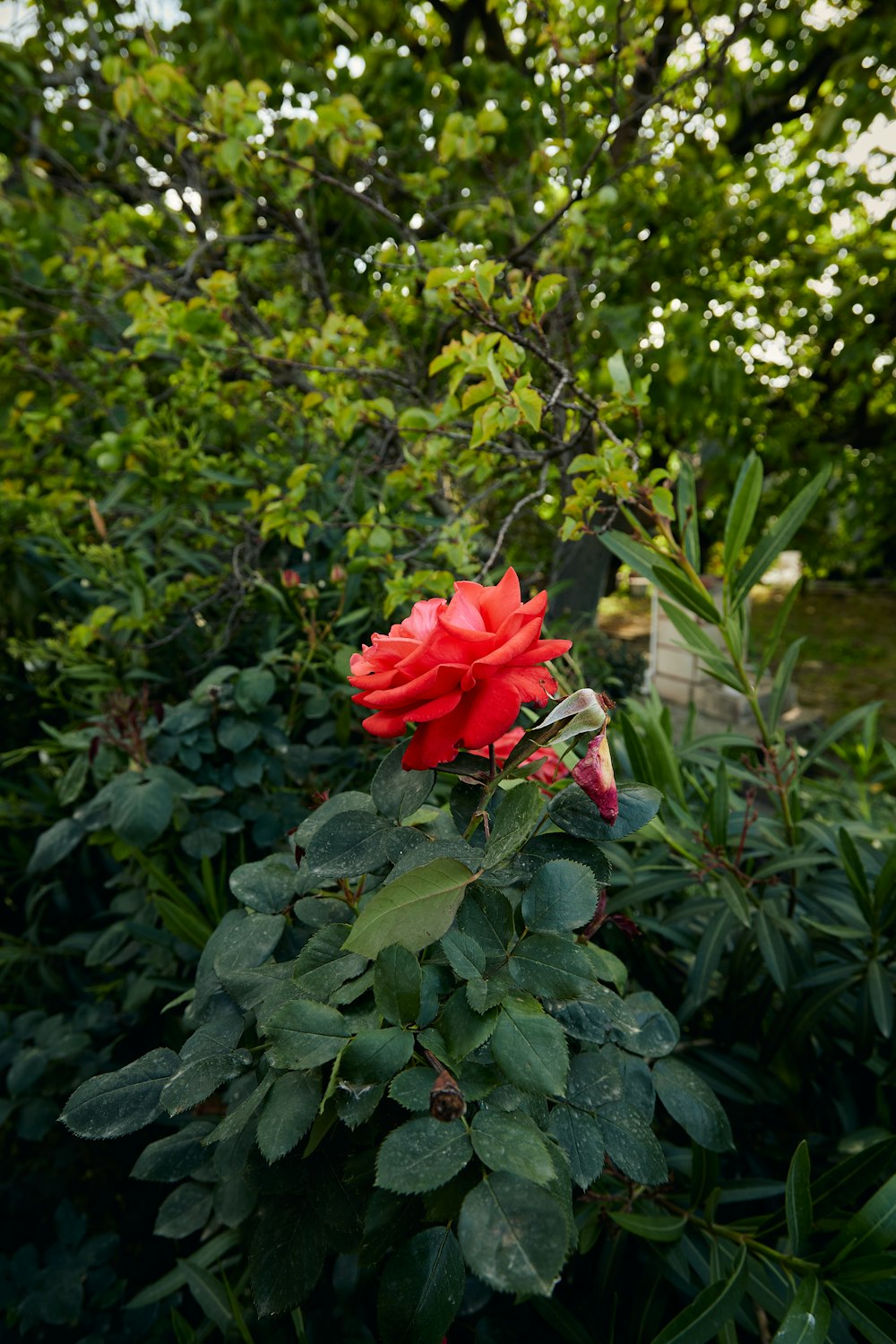 a red rose in the middle of a bush