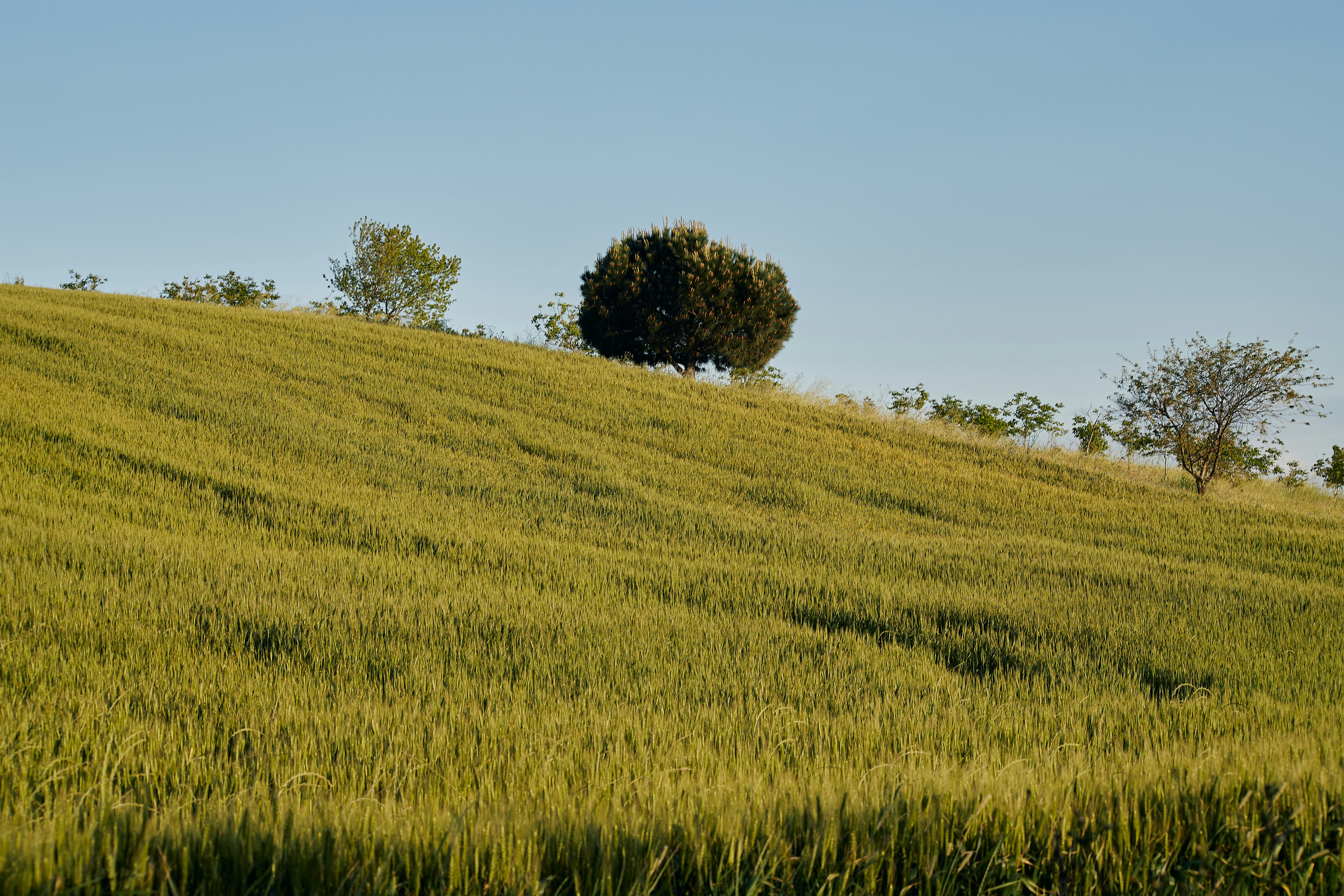 A lone tree sitting on top of a lush green hillside photo – Free Slope ...