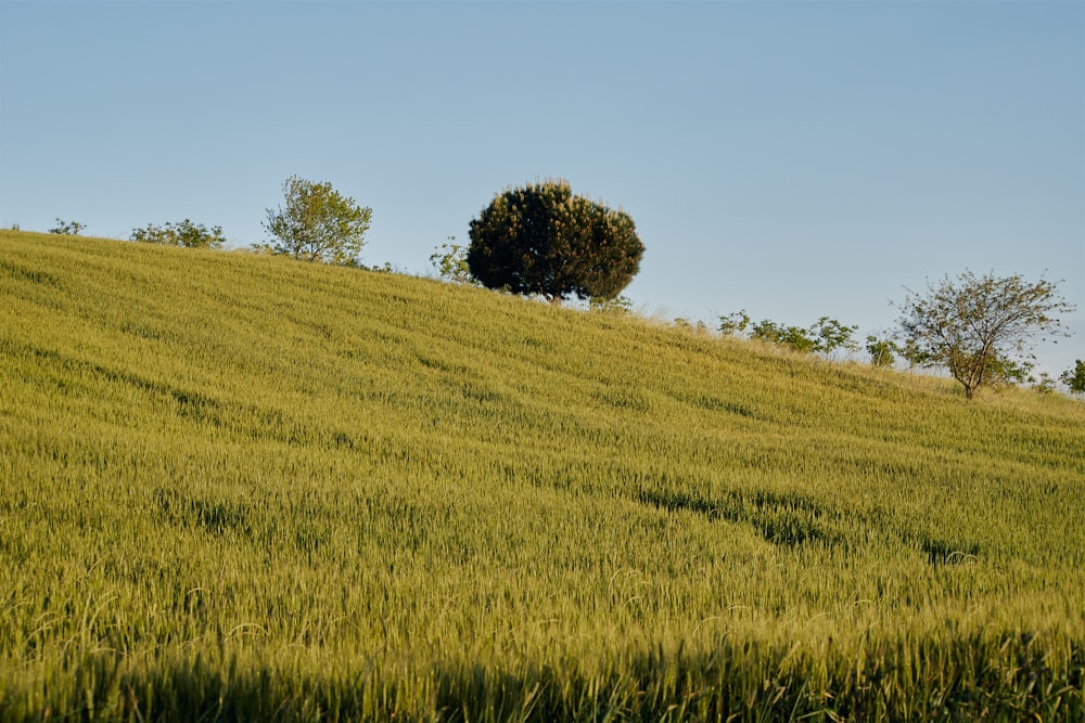 a lone tree sitting on top of a lush green hillside