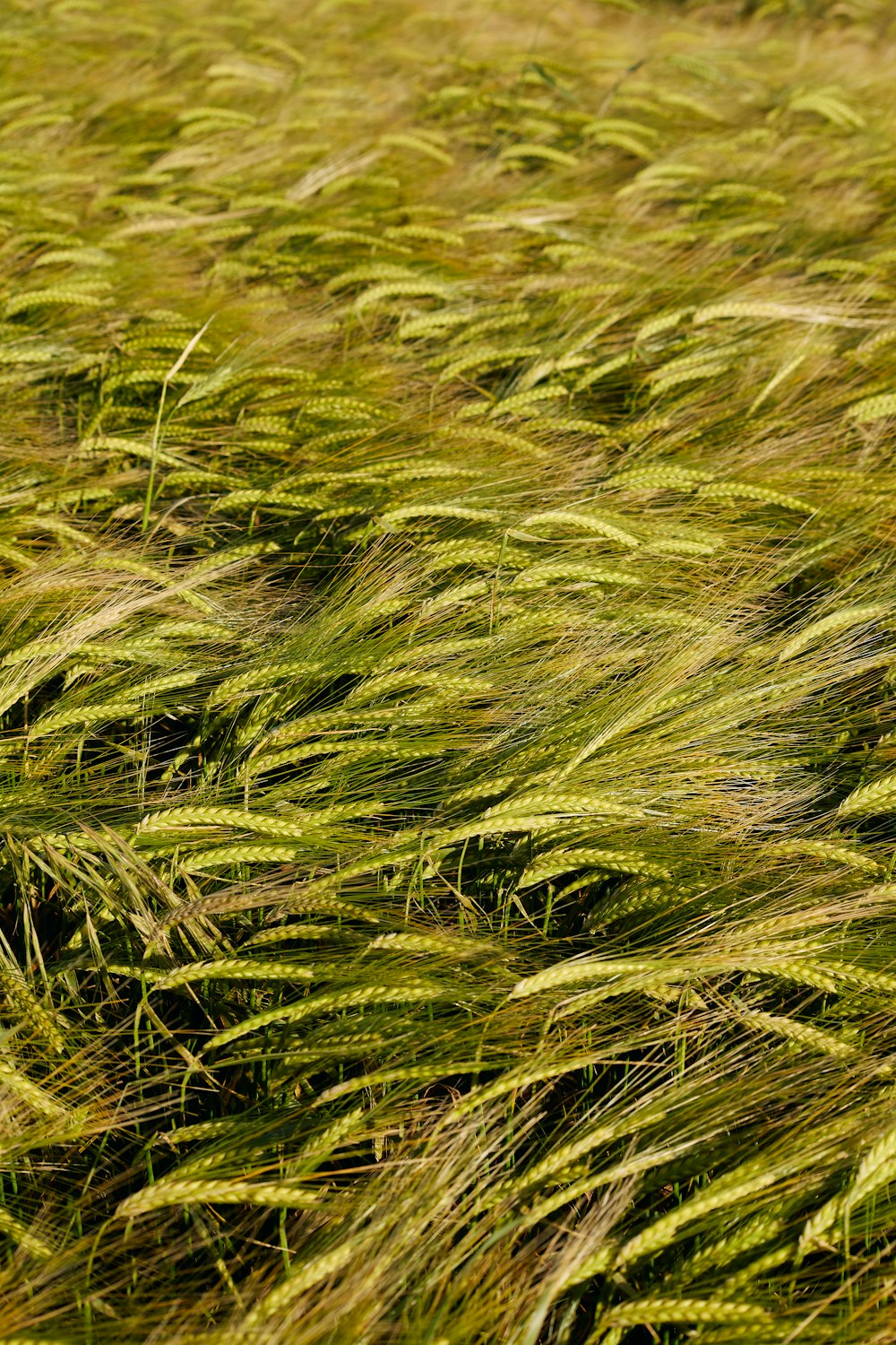 a field full of tall grass with lots of green leaves