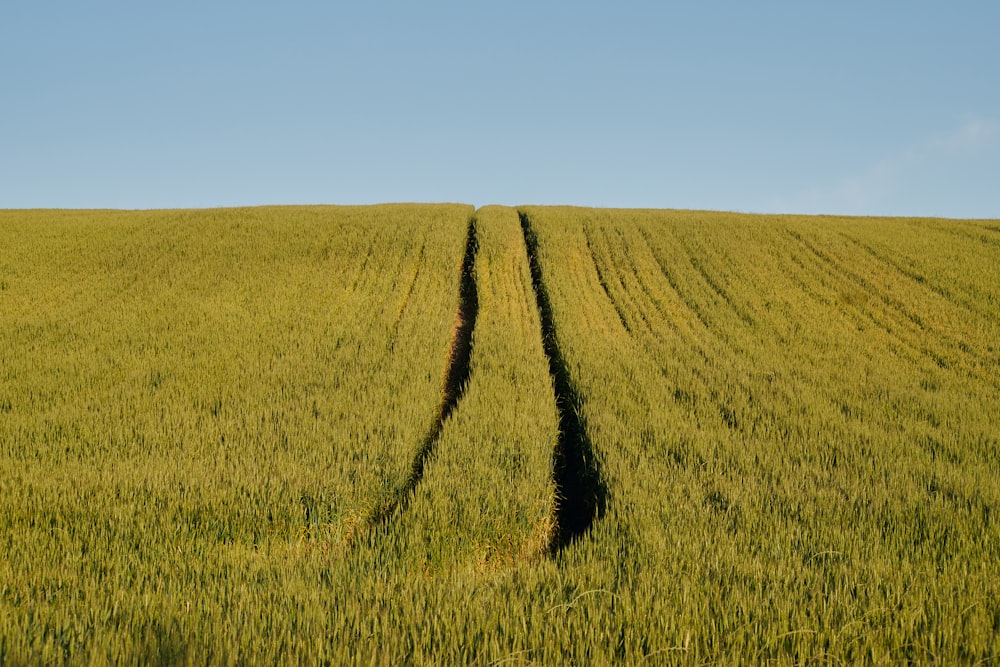 a large field of green grass with a blue sky in the background