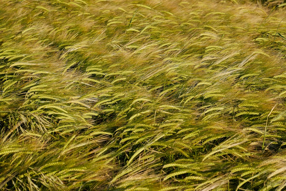 a field of tall grass blowing in the wind