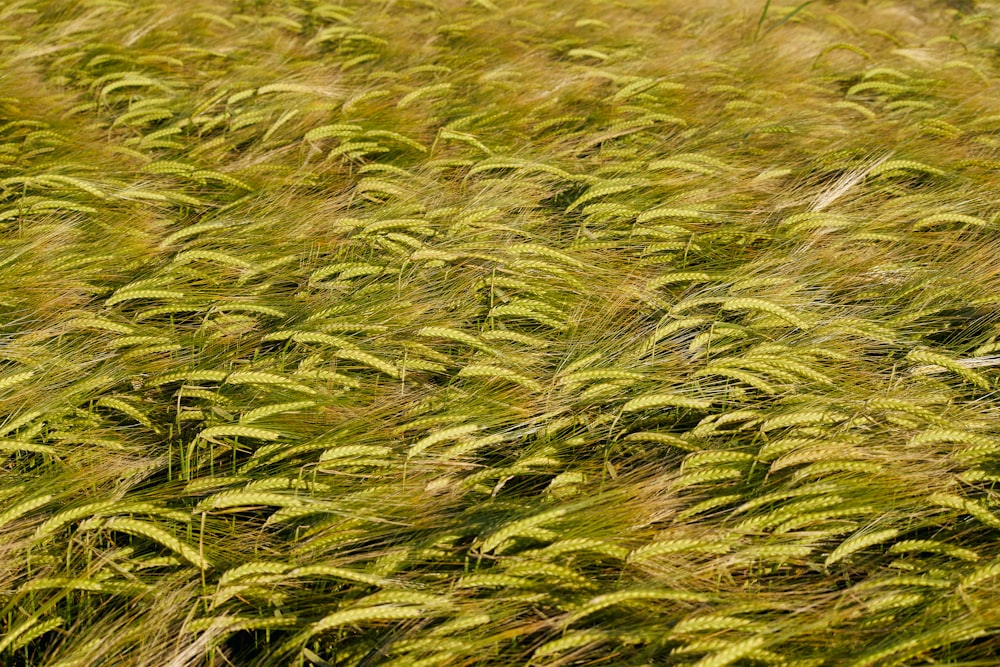 a field of tall grass with lots of green leaves